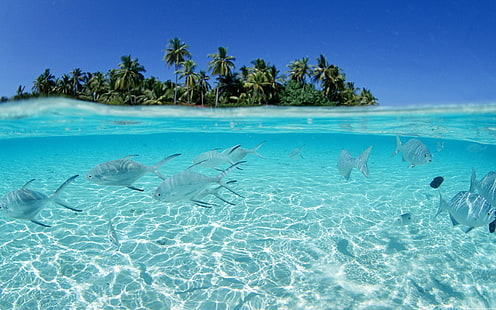 Fischschwarm in der Nähe von Insel, Unterwasser, Meer, Fisch, Insel, geteilte Ansicht, Wasser, klares Wasser, Cyan, tropisch, HD-Hintergrundbild HD wallpaper