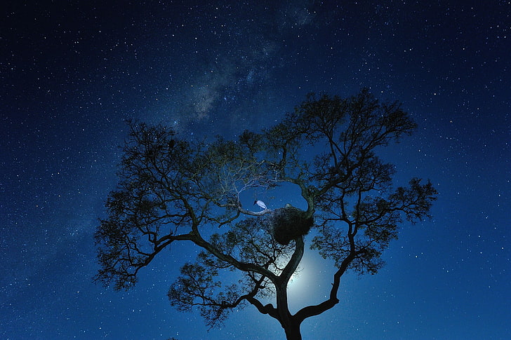 дървета, нощно небе, звездна нощ, птици, HD тапет