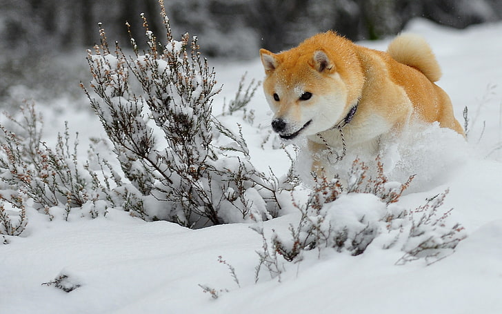 adulto Shiba inu, cachorro, cachorro, neve, correr, pular, HD papel de parede