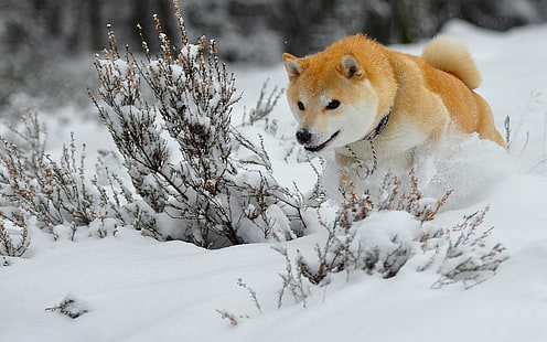 Shiba inu dewasa, anjing, anak anjing, salju, lari, lompat, Wallpaper HD HD wallpaper