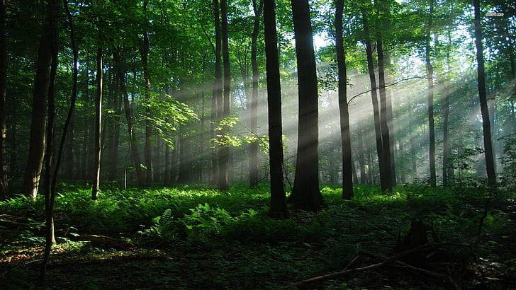 Tyst skog, landskap, natur, mark, löv, grön, skog, träd, dagsljus, ljus, natur och landskap, HD tapet