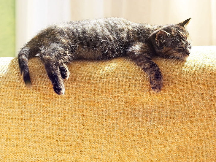 gattino tabby marrone, gatto, sdraiato, addormentato, soriano, Sfondo HD