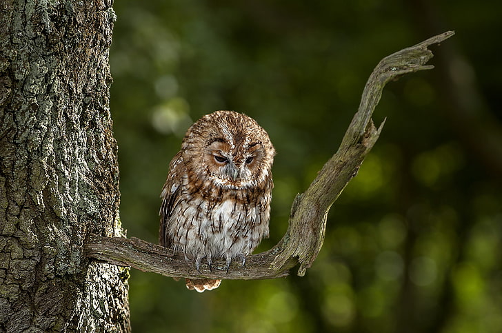 brown and white owl, tree, owl, bird, branch, By Nick Holland, HD wallpaper