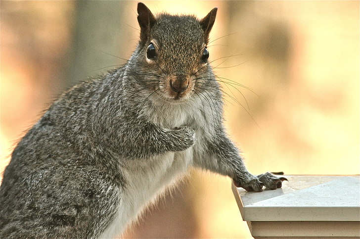 gray squirrel, squirrel, look, paw, small animal, HD wallpaper