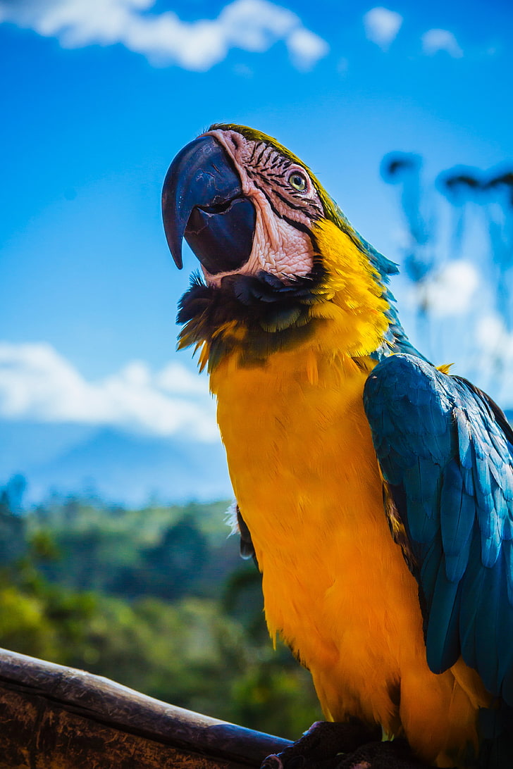 parrot biru dan kuning, parrot, macaw, burung, warna, paruh, Wallpaper HD, wallpaper seluler