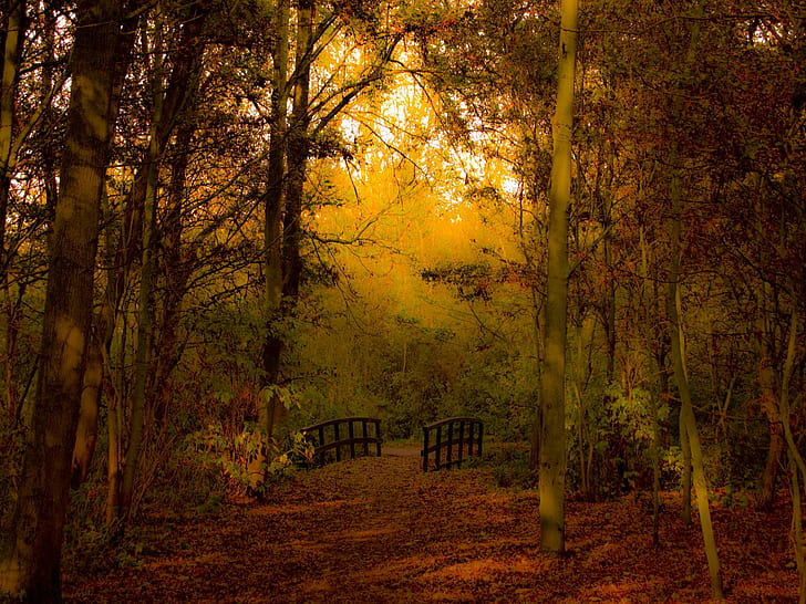 Autum Walk, деревья, лес, осень, мост, 3d и аннотация, HD обои