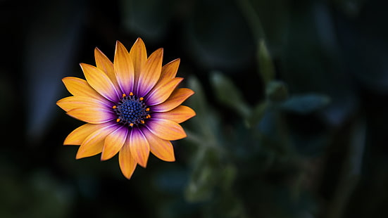 цветок, крупный план, жёлтый, цветы, макро, оранжевый, размытие, фиолетовый, 4k Uhd фон, HD обои HD wallpaper