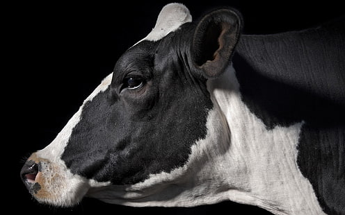 Krowa HD, zwierzęta, krowa, Tapety HD HD wallpaper