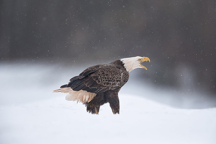 eagle, snow, HD wallpaper
