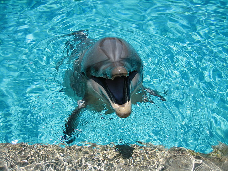 Dolphin, Smiling, Water, Pool, HD wallpaper