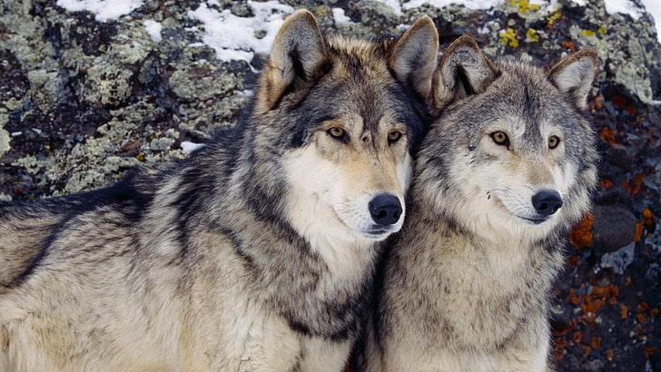 wolves, wolf, wild, HD wallpaper