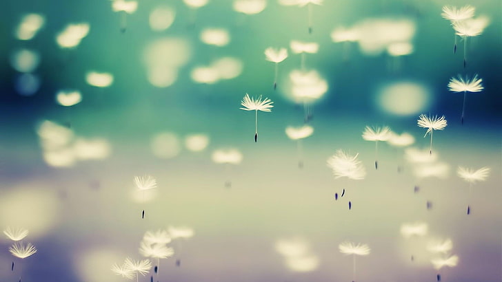dandelion, seed, flying, sunlight, air, macro photography, calm, mood, HD wallpaper