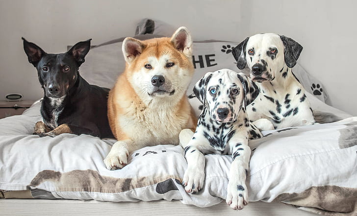 dogs, bed, friends, mongrel, Quartet, Akita inu, dalmatinci, HD wallpaper