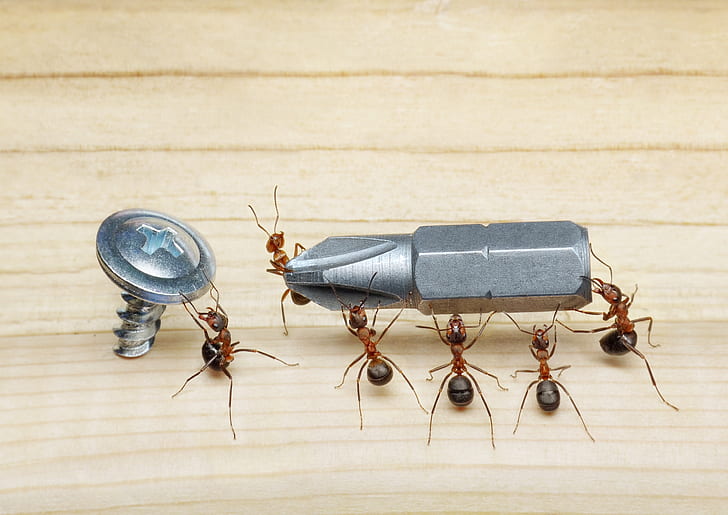 macro, insects, the situation, ants, floor, screwdriver, screw, from lolita777, HD wallpaper