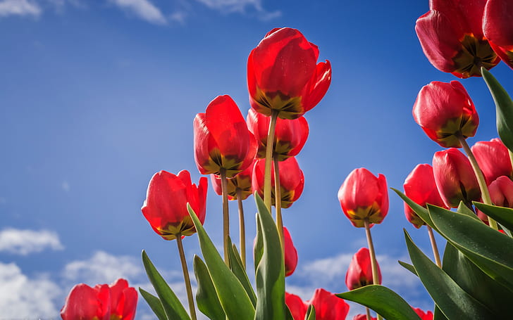 the sky, leaves, clouds, flowers, blue, spring, tulips, red, buds, al, view, HD wallpaper