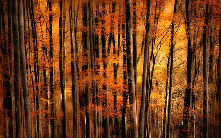 painting of orange leafed trees, nature, landscape, fall, gold, forest, trees, mist, HD wallpaper