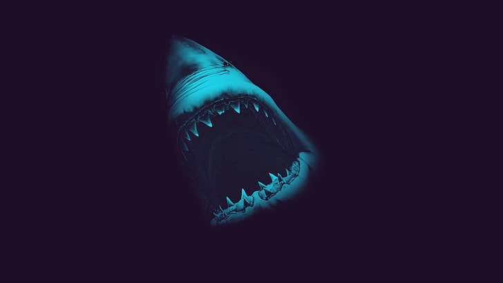 Weißer Hai, Weißer Hai, Hai, Tiere, Angriff, Leben im Meer, HD-Hintergrundbild