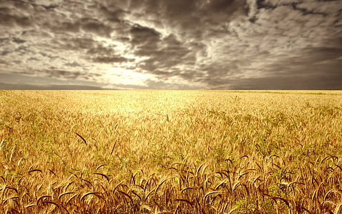 Barley Field HD, 1920x1200, barley, cereal, field, HD wallpaper HD wallpaper