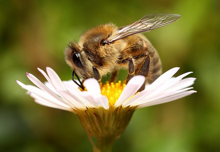 brown honey bee, bee, background, flower, HD wallpaper