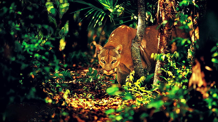 kvinnlig lejon, pumor, djungel, stora katter, djur, natur, tittar på betraktaren, dappled solljus, grön, HD tapet