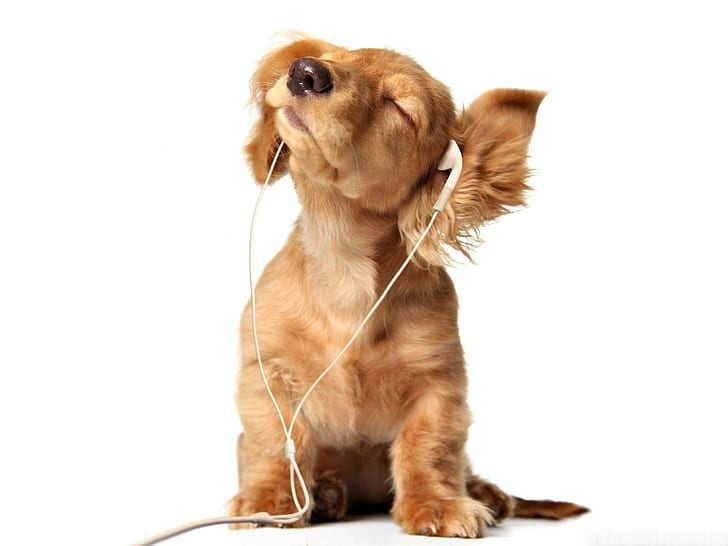 コッカースパニエ子犬、子犬、面白い、音楽、かわいい、動物、 HDデスクトップの壁紙