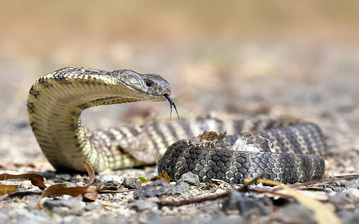 змея, рептилии, австралия, кобра, животные, HD обои