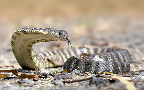 wąż, gady, Australia, kobra, zwierzęta, Tapety HD HD wallpaper