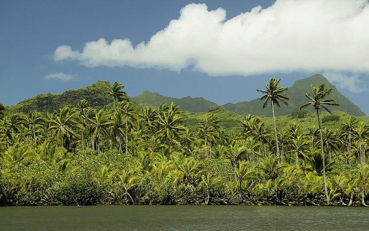 grüne Blattanlage mit grüner Blattanlage, Natur, Palmen, HD-Hintergrundbild