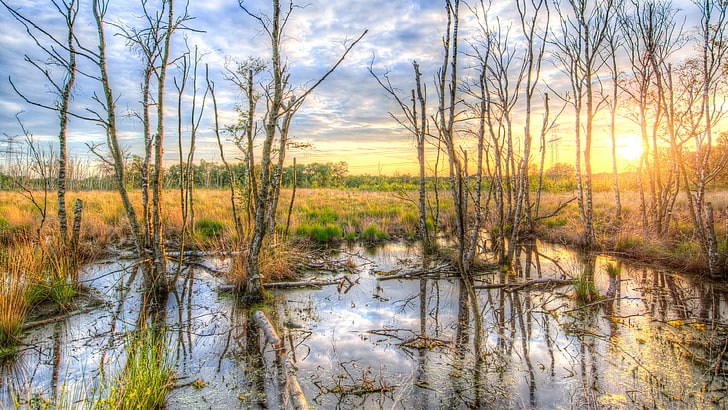 reflection, water, swamp, wetland, bog, reflected, tree, bayou, marsh, wilderness, sunrise, sky, floodplain, morning, dawn, HD wallpaper
