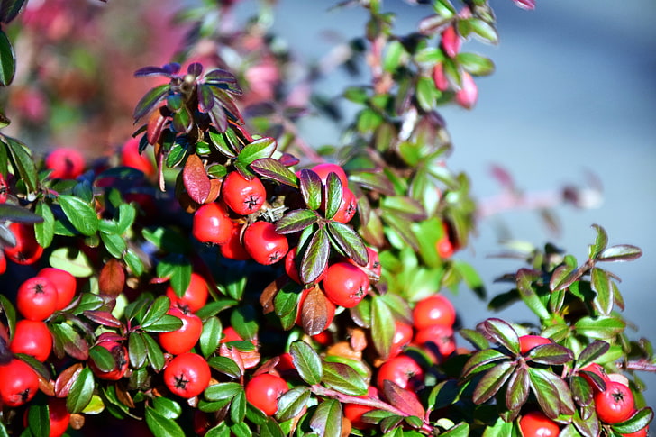 red cherry fruits, rowan, branch, berries, HD wallpaper