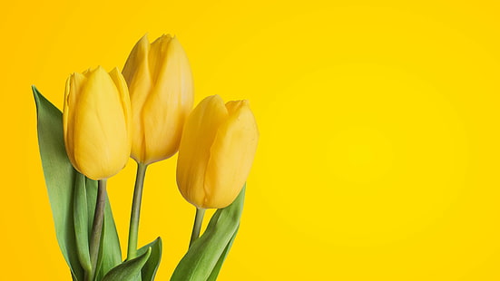 amarillo, 8k, 4k, HD, tulipanes, Fondo de pantalla HD HD wallpaper