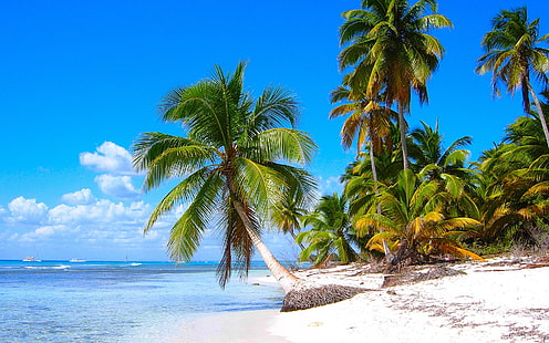 Caribbean shore scenery, sandy beaches, coconut trees, sea, Caribbean, Shore, Scenery, Sandy, Beaches, Coconut, Trees, Sea, HD wallpaper HD wallpaper