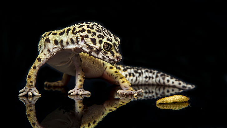 Gecko, reptile, lizard, caterpillar, close-up, green, eyes, animals, HD wallpaper