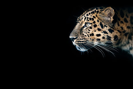 spojrzenie, drapieżnik, Gepard, czarne tło, dziki kot, duży kot, Tapety HD HD wallpaper
