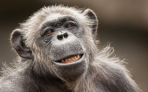 Monkey Face HD, สัตว์, ใบหน้า, ลิง, วอลล์เปเปอร์ HD HD wallpaper
