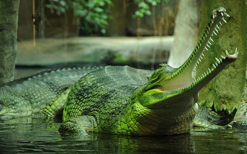 grön och brun fiskmålning, djur, natur, gharial, krokodiler, reptiler, HD tapet HD wallpaper