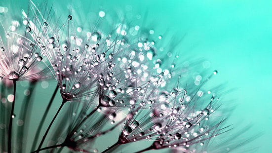 قطرات ، ندى ، قطرات ماء ، ماكرو ، زهرة، خلفية HD HD wallpaper