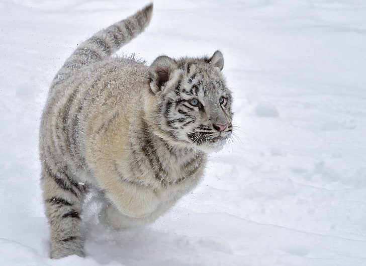 anak harimau putih, harimau, salju, albino, musim dingin, lari, Wallpaper HD