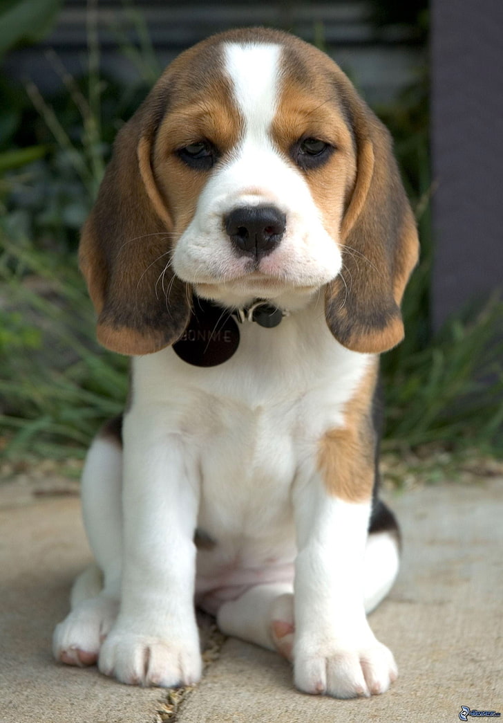 cucciolo di beagle tricolore, cane, Sfondo HD, sfondo telefono