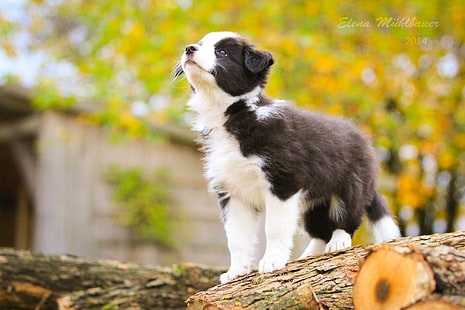 Anjing, Anak Anjing, Border Collie, Dog, Pet, Wallpaper HD HD wallpaper