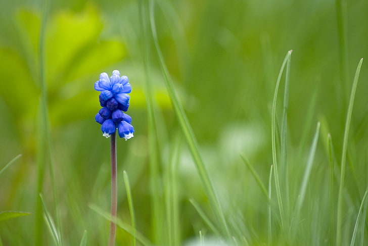 blå druvhyacintblommor, muscari, blomma, en, gräs, suddighet, HD tapet