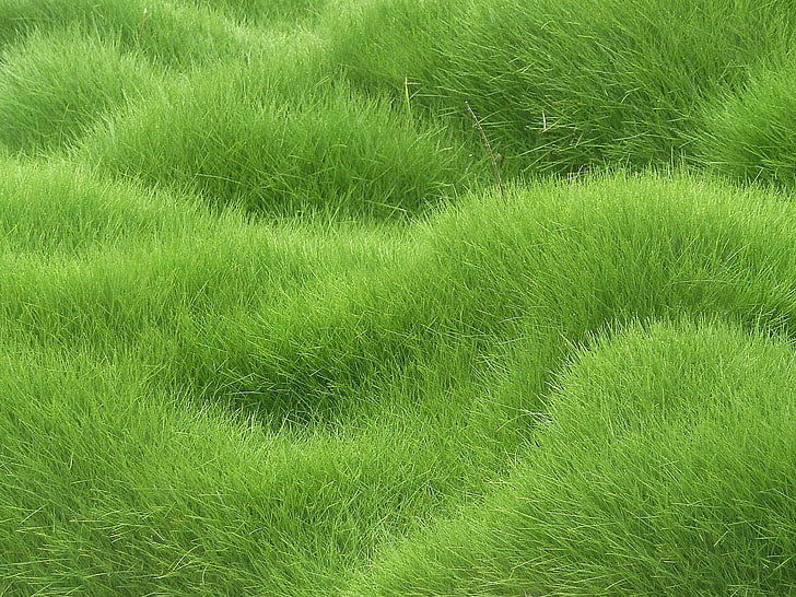 العشب الأخضر الميدان الملمس العشب المجال، خلفية HD