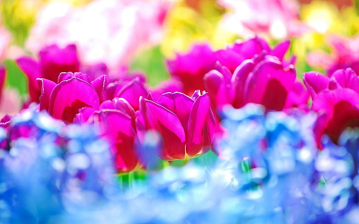 Цветя, лале, синьо цвете, боке, цветно, цвете, природа, венчелистче, розово цвете, пролет, HD тапет