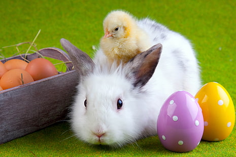 vit kanin, kanin, kyckling, ägg, påsk, vänskap, HD tapet HD wallpaper