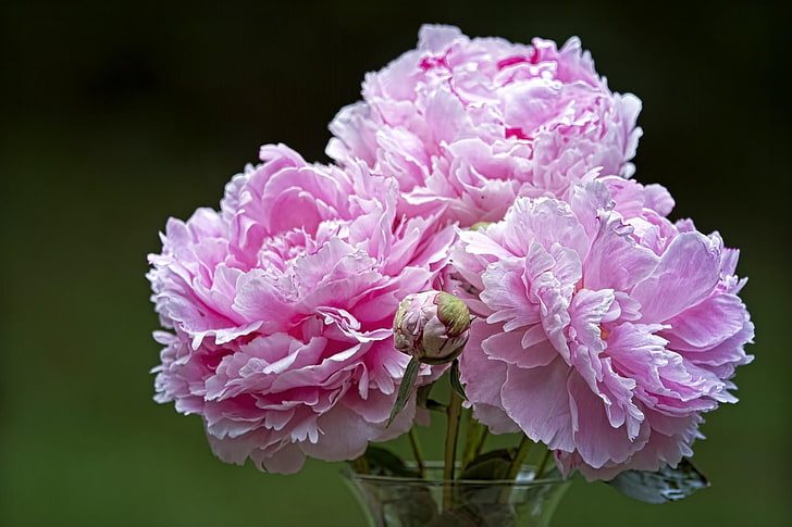 three pink flowers, peonies, flowers, vase, dissolved, close-up, HD wallpaper