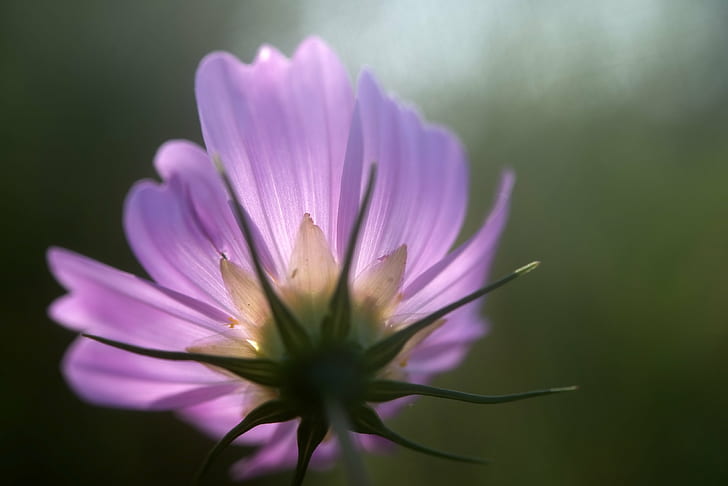 bunga ungu dalam fotografi close up, Cahaya, bunga ungu, fotografi close up, Nikon D800, alam, tanaman, bunga, daun bunga, Kepala bunga, keindahan di Alam, ungu, close-up, musim panas, Warna pink, botani, single Flower, Wallpaper HD