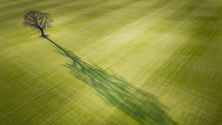 árvore solitária, vista aérea, fotografia, fotografia por drone, fotografia aérea, vista aérea, luz solar, paisagem, prado, verde, pastagem, sombra, árvore, gramado, campo, grama, árvore solitária, HD papel de parede
