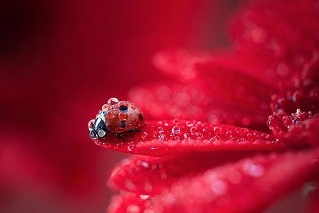 red ladybug, ladybugs, macro, animals, insect, water drops, nature, HD wallpaper HD wallpaper