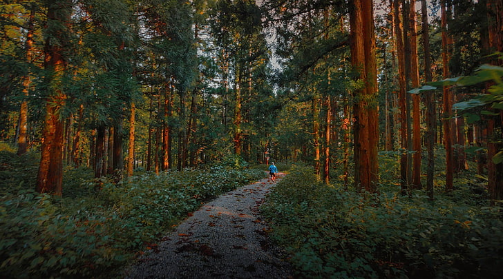 Grüner Wald, Wald, tiefer Wald, Grün, Pfad, Straße, Schotterweg, Kiefern, Kies, Büsche, Sonnenstrahlen, Sträucher, Gehen, Natur, HD-Hintergrundbild