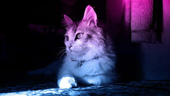 고양이, 네온, HD 배경 화면 HD wallpaper